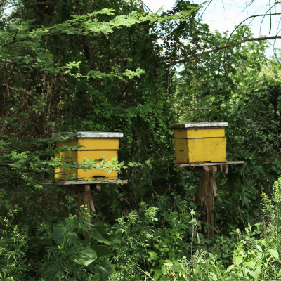 126-conservation-initiatives